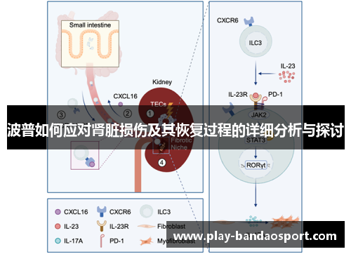 波普如何应对肾脏损伤及其恢复过程的详细分析与探讨